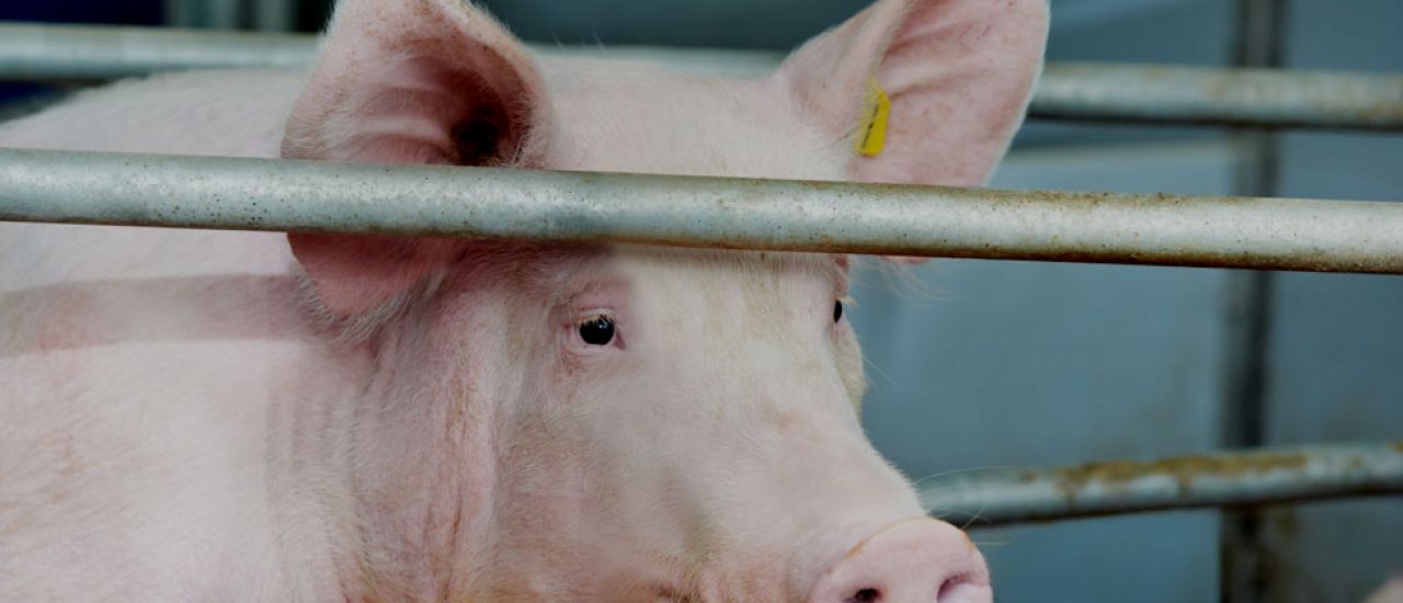 El sector porcino español. Panorama actual de la industria cárnica porcina